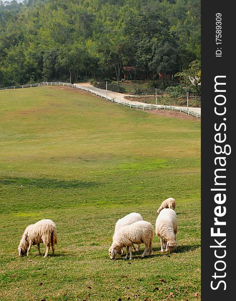 Five Sheep was eating on the lawn in nature