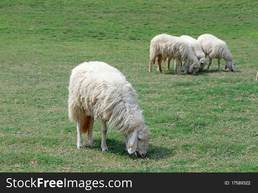 Four Sheep was eating on the lawn in nature