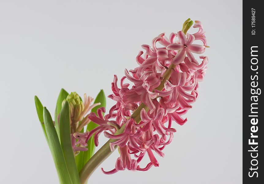 Pink hyacinth isolated