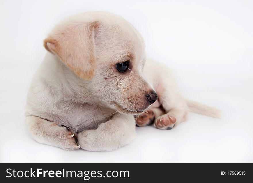 Chihuahua puppy two months old, white. Chihuahua puppy two months old, white.