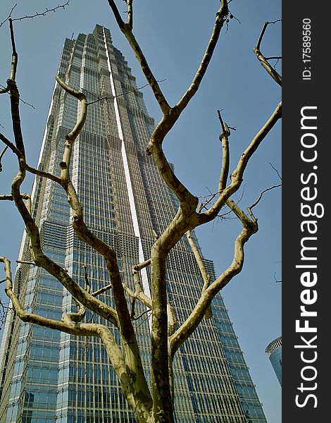 Jin Mao Tower seen threw the branches of a plane tree in 2010