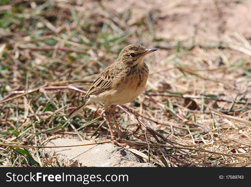 Paddyfield Pipit posing for photo