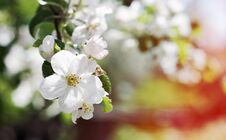 Apple Blossom Royalty Free Stock Photo