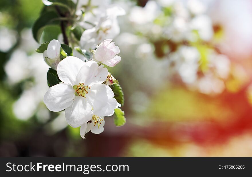 Beautiful flowers of the blossoming apple tree in the spring time. Beautiful flowers of the blossoming apple tree in the spring time