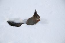 Squirrel Stock Images
