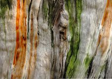 Free Tree Royalty Free Stock Photography - 17599077