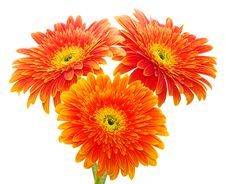 Orange Gerbera Stock Photography Orange Gerbera Stock Photography