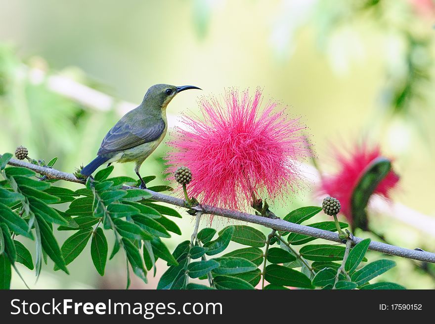 Olive Backed Sunbird perch at a flower