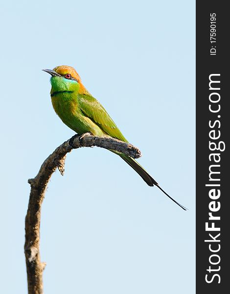 Green Bee Eater perchs on a branch. Green Bee Eater perchs on a branch