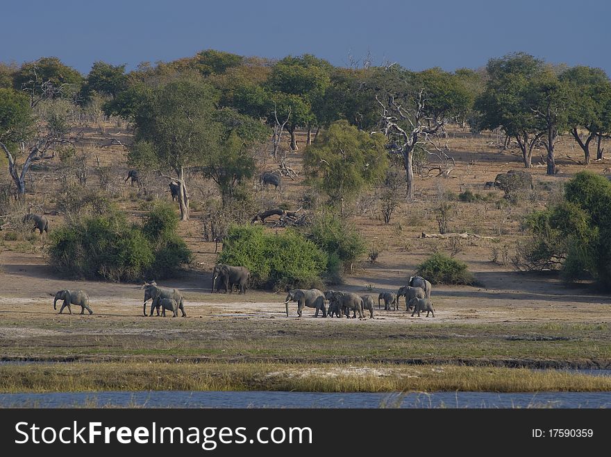 A large herd of elephants moving along the bank of the Chobe river and through the trees. A large herd of elephants moving along the bank of the Chobe river and through the trees