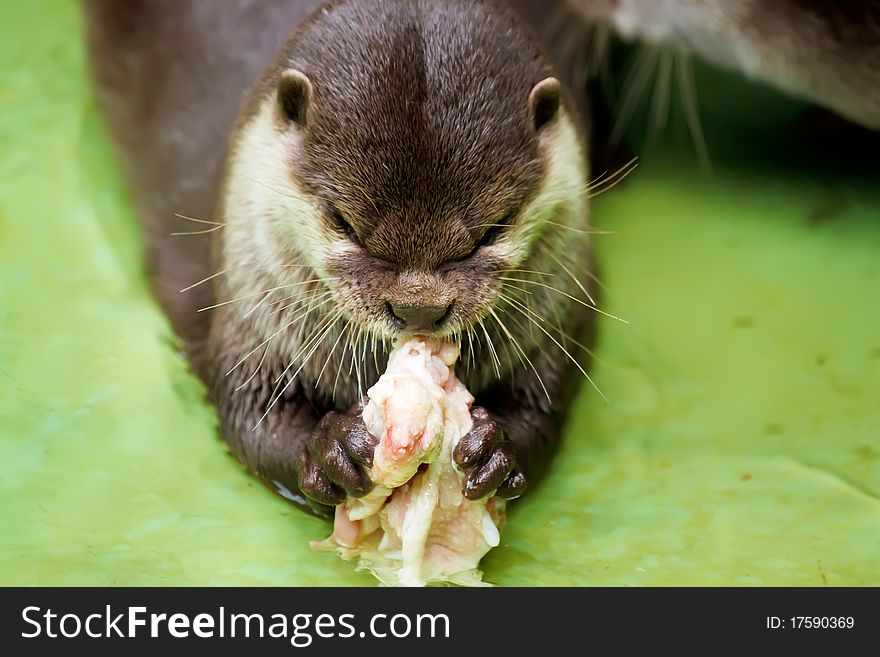 Otter in the water, eating fish
