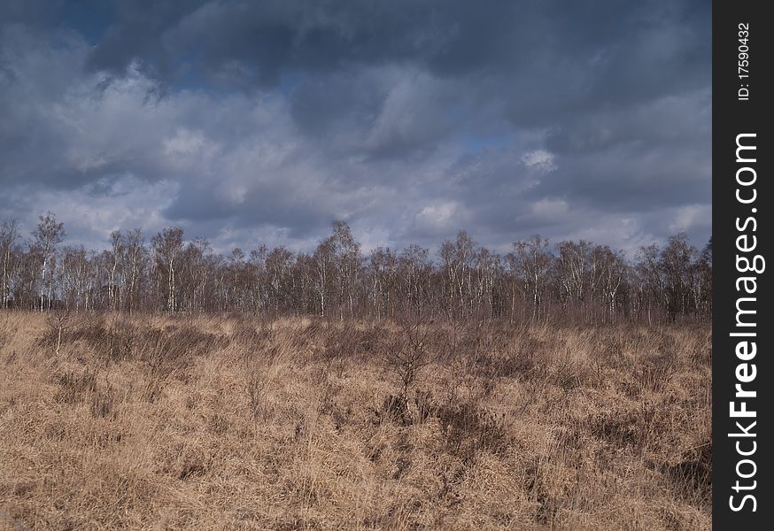 Dutch field with birch trees