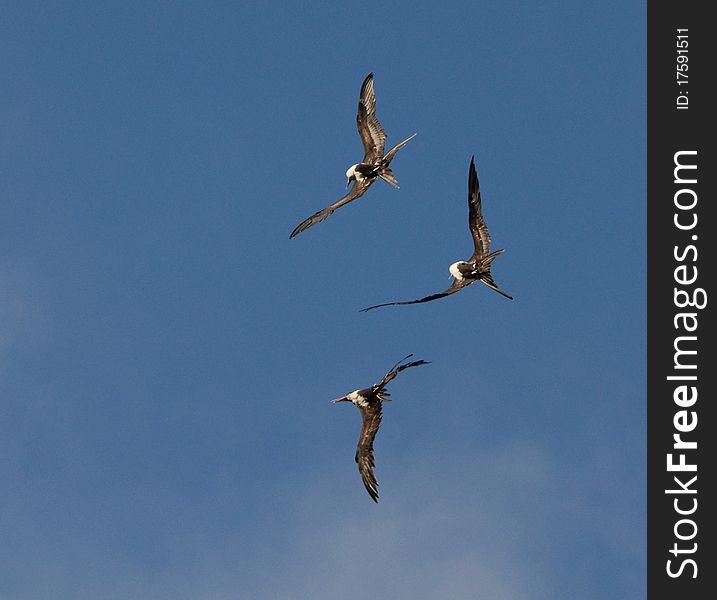 Frigate birds flying in blue sky