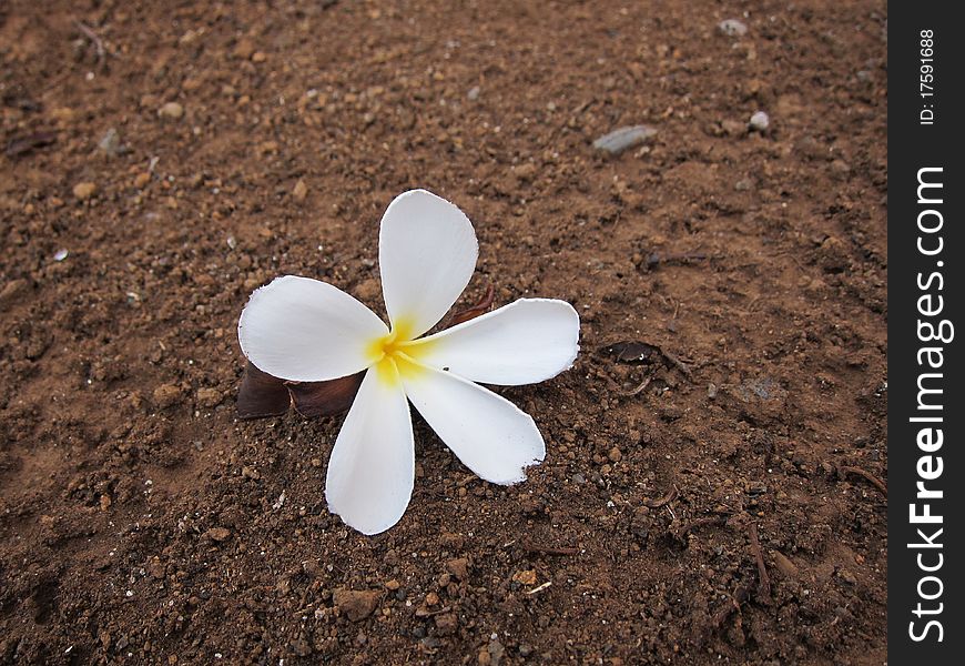 Plumeria flower fallen on dirt