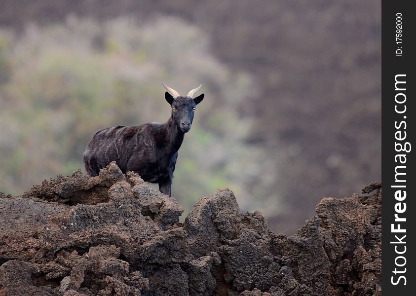 Wild goat on West coast of Maui. Wild goat on West coast of Maui
