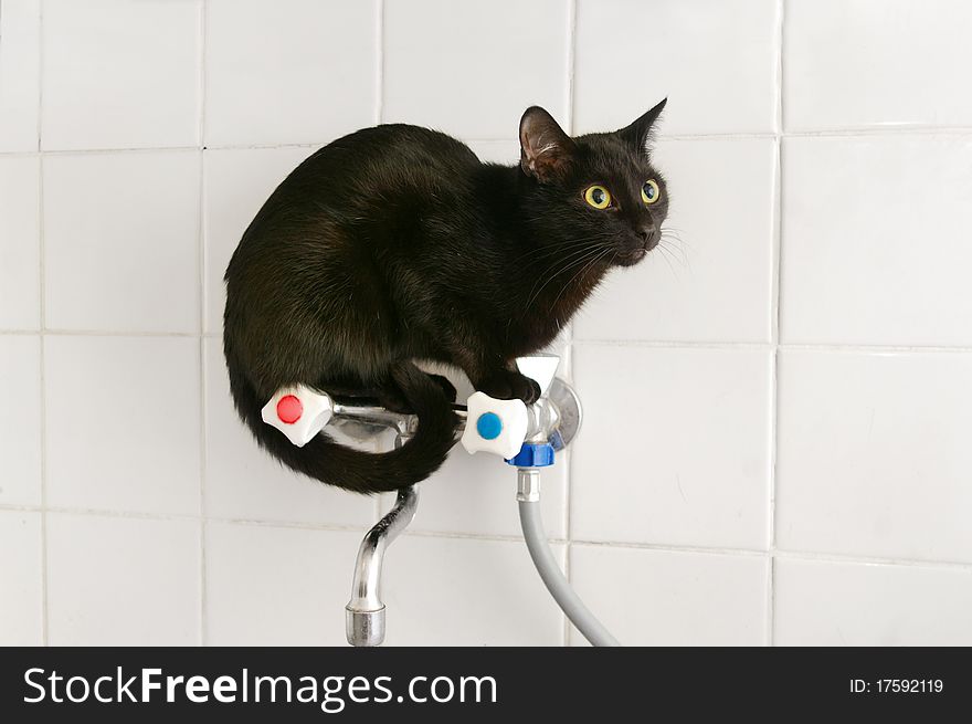 Black cat sitting on a kitchen tap. Black cat sitting on a kitchen tap