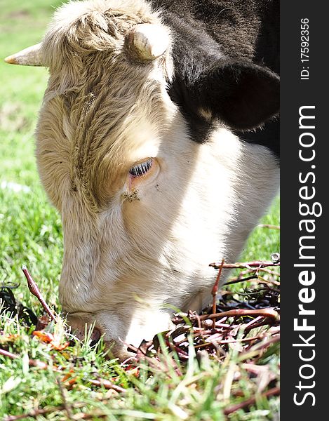 Head of Bull in farm eating flowers. Head of Bull in farm eating flowers