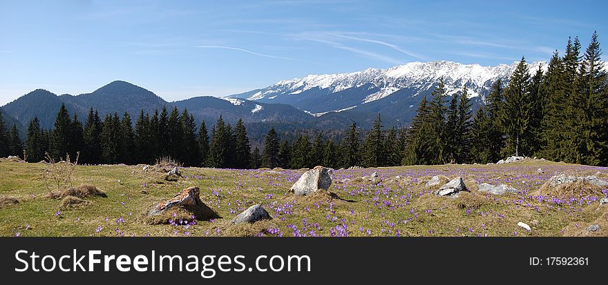 A layer of crocuses near mountains. A layer of crocuses near mountains.