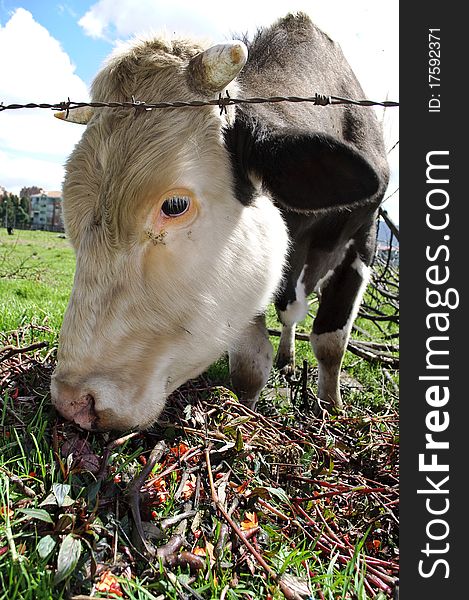 Domestic cow  eating flowers