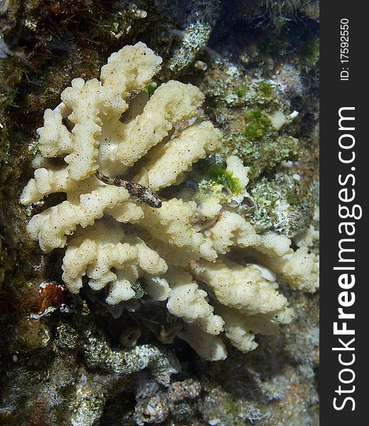 Small fish in a tidal pool. Small fish in a tidal pool