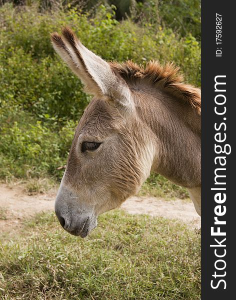 A headshot of a sad donkey. A headshot of a sad donkey.