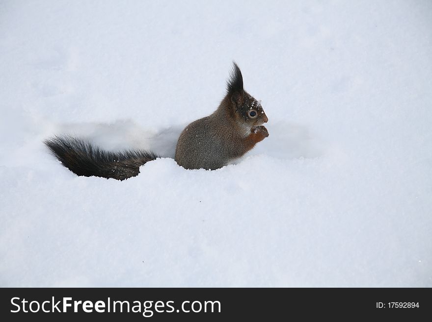 Cute squirrel in the snow