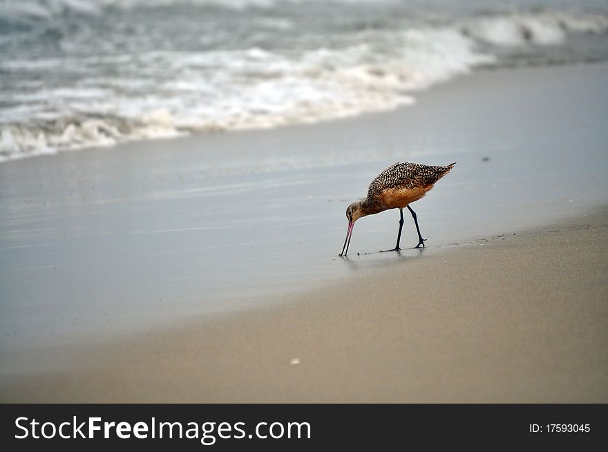 Sea bird on the beach looking for food