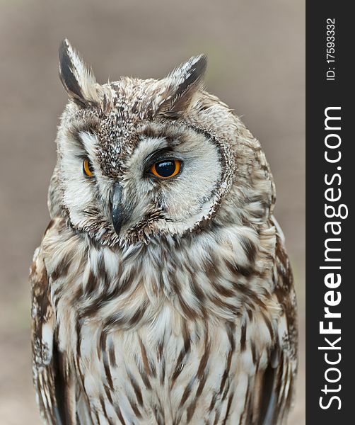 Long-eared Owl -  portrait head bird of prey. Long-eared Owl -  portrait head bird of prey