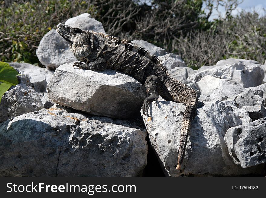 Iguana sunbathing on the rocks in Mexico. Iguana sunbathing on the rocks in Mexico