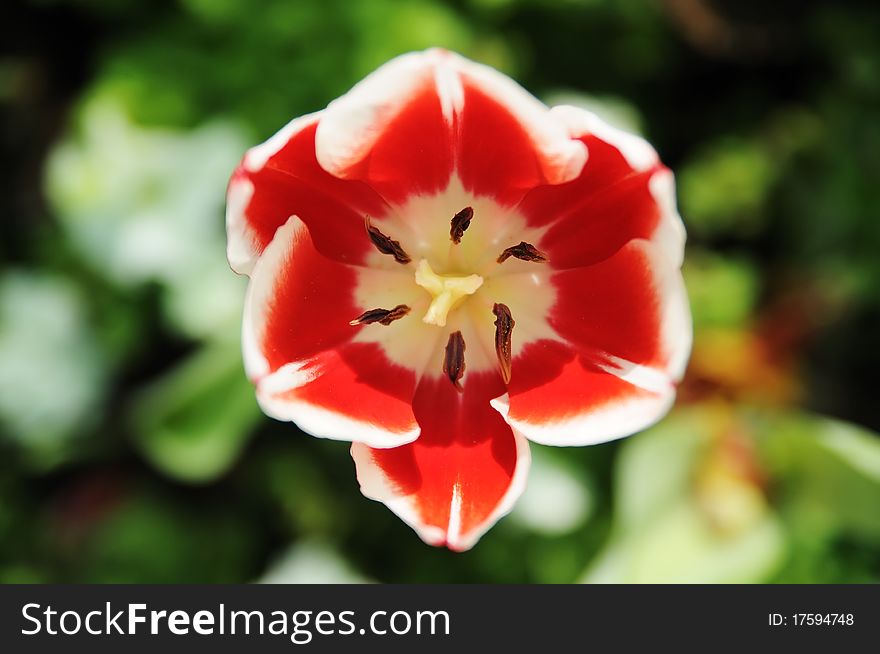 Red mix White Tulips flower top view