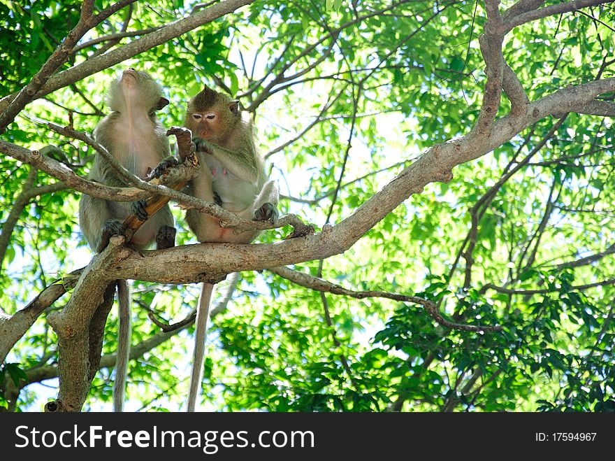 Baby Monkey on the tree