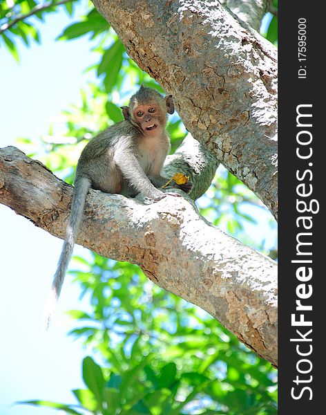 Baby Monkey on the tree