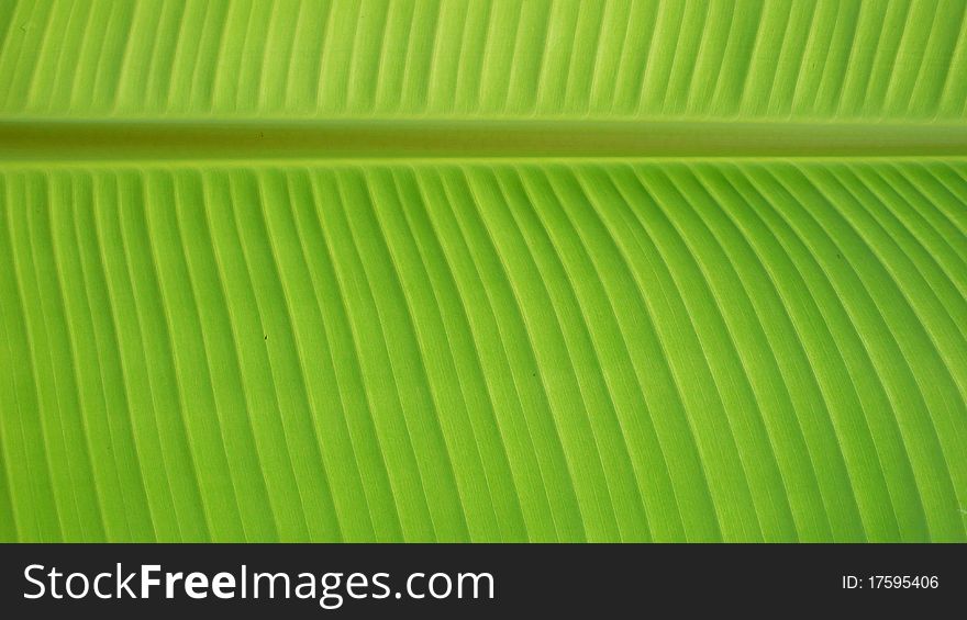The banana leaf background texture