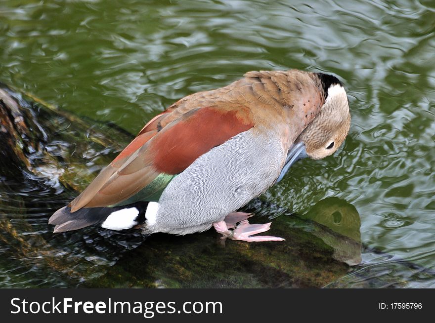 A bahama pintail is cleaning and making up beside water, shown as lovely creature and environment protection concept. A bahama pintail is cleaning and making up beside water, shown as lovely creature and environment protection concept.