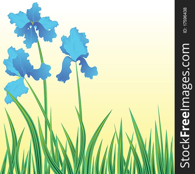 Floral background with blooming flowers iris. Vector illustration.