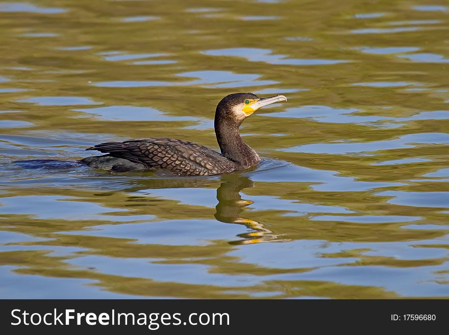 A Great Cormorant (Phalacrocorax carbo) on a lake