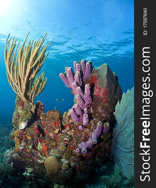 Off the coast of Roatan Honduras. coral gardens. Off the coast of Roatan Honduras. coral gardens