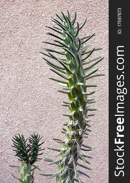 Cactus On The Brown Background