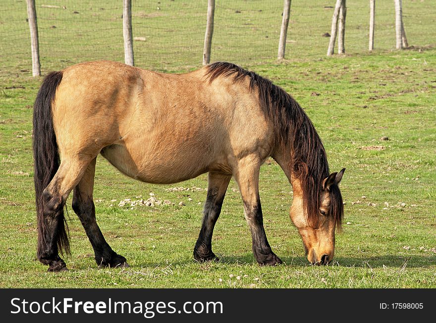 Beautiful horse is eating on the farm in summer. Beautiful horse is eating on the farm in summer