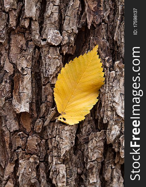 A lone yellow leaf stuck in the tree bark. A lone yellow leaf stuck in the tree bark