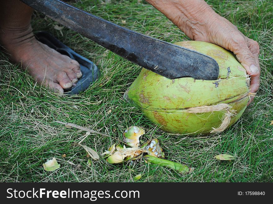 The grater and coconut