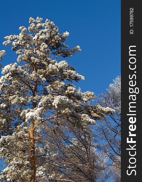 Tree  Snow   Pine