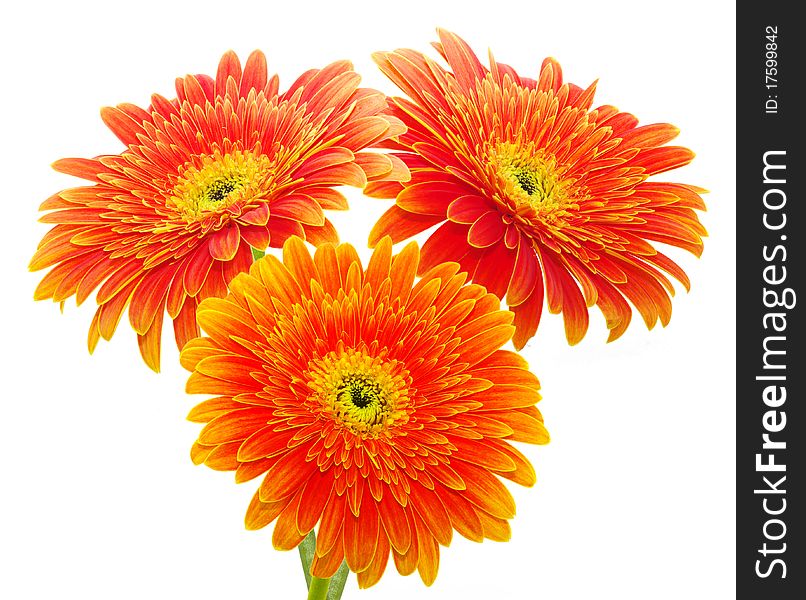 Orange gerbera flower isolated on white background