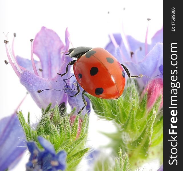 The ladybug sits on a flower petal