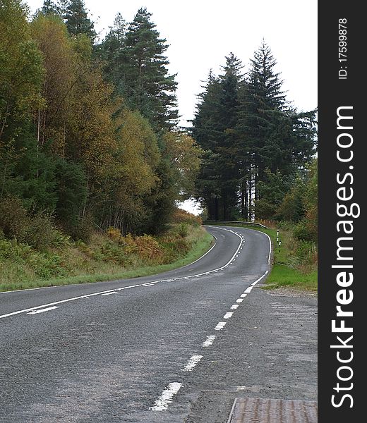 Empty forrest road turning left