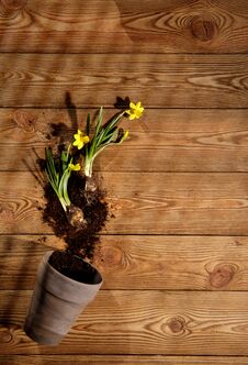 Gardening Tools, Seeds And Soil On Wooden Table , Outdoor Gardening Tools And Plants Stock Image
