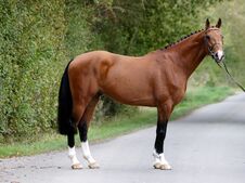 Stunning Bay Stallion Stock Images