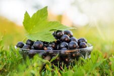 Black Currant In A Plate In The Garden On The Grass_ Stock Photography