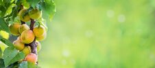 Ripe Juicy Apricots In The Garden On Blurred Background, Panorama, Copy Space_ Royalty Free Stock Photo