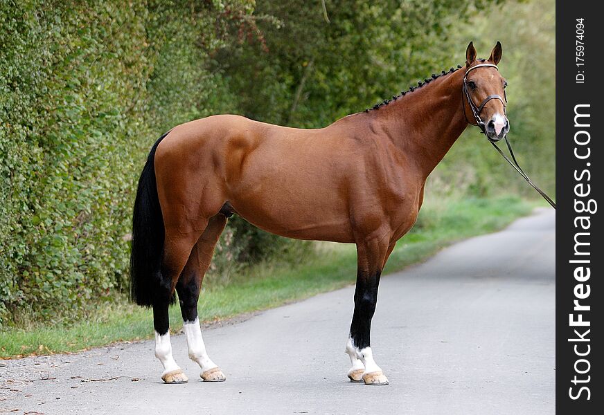 A stunning bay stallion in a snaffle bridle stands up for the camera